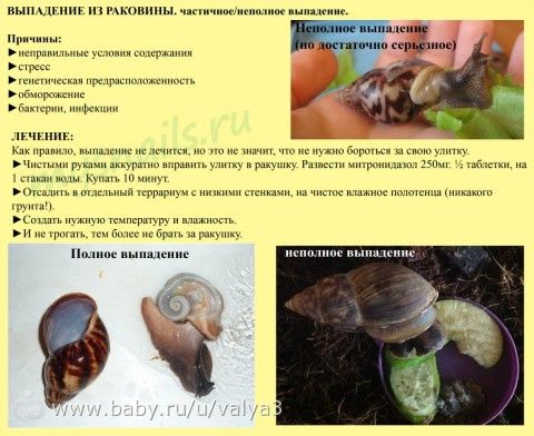 Чем питаются дикие улитки в домашних условиях
