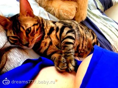 Болит живот: что это может быть изображения Болит живот: что это может быть изоражения