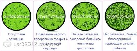 Интересный тест на овуляцию
