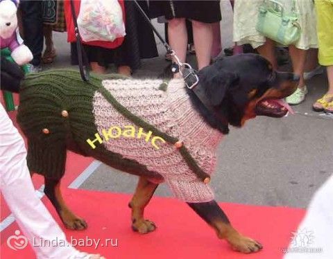 Как связать ротвейлеров Как связать ротвейлеров