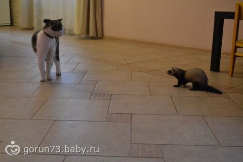 Байки про мое зверье(подружки просили отчитаться)