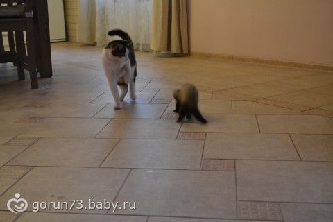 Байки про мое зверье(подружки просили отчитаться)