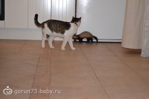 Байки про мое зверье(подружки просили отчитаться)