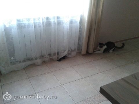 Байки про мое зверье(подружки просили отчитаться)