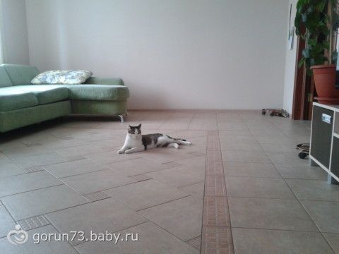 Байки про мое зверье(подружки просили отчитаться)