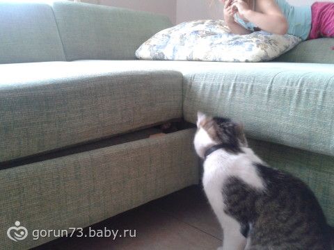 Байки про мое зверье(подружки просили отчитаться)
