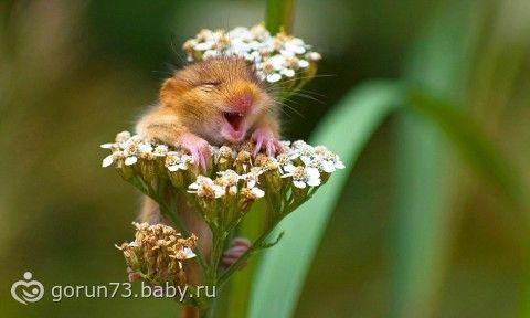 Байки про мое зверье(подружки просили отчитаться)