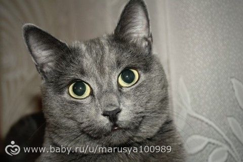 Как отучить кота жрать цветы???