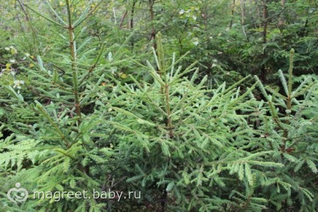 История о невысоком человеке, который хотел все увидеть...
