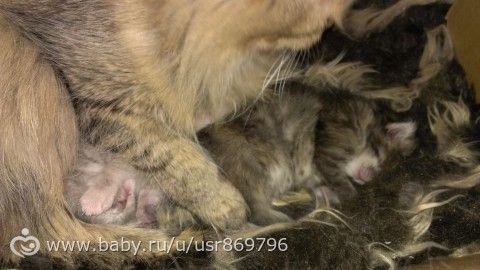 Пост для Кати)и для всех остальных кто любит кошек.Фото.