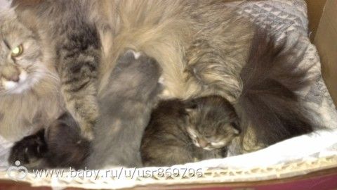 Пост для Кати)и для всех остальных кто любит кошек.Фото.