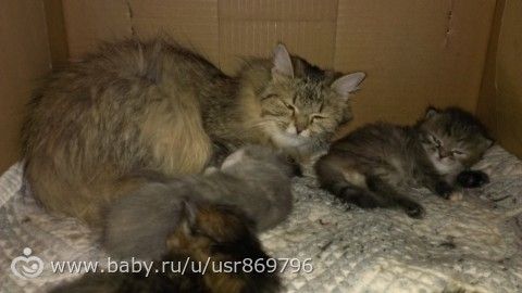 Пост для Кати)и для всех остальных кто любит кошек.Фото.