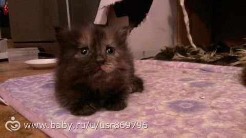 Пост для Кати)и для всех остальных кто любит кошек.Фото.