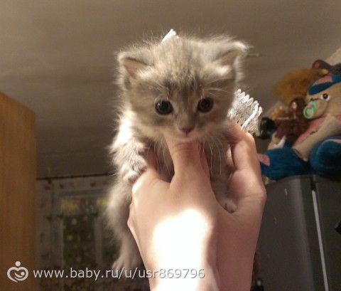 Пост для Кати)и для всех остальных кто любит кошек.Фото.