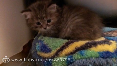 Пост для Кати)и для всех остальных кто любит кошек.Фото.