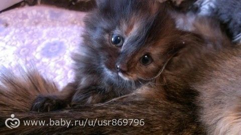 Пост для Кати)и для всех остальных кто любит кошек.Фото.