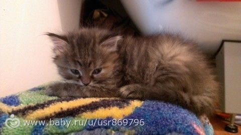 Пост для Кати)и для всех остальных кто любит кошек.Фото.