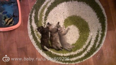 Пост для Кати)и для всех остальных кто любит кошек.Фото.