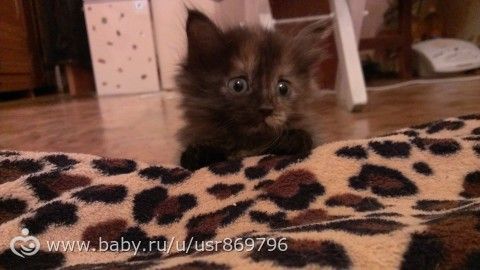 Пост для Кати)и для всех остальных кто любит кошек.Фото.