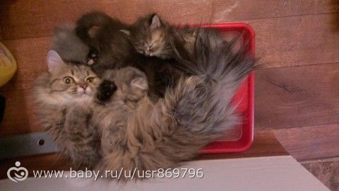 Пост для Кати)и для всех остальных кто любит кошек.Фото.