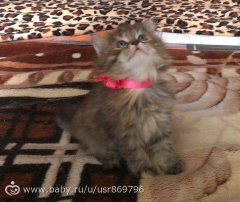 Пост для Кати)и для всех остальных кто любит кошек.Фото.