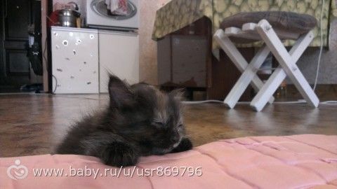 Пост для Кати)и для всех остальных кто любит кошек.Фото.