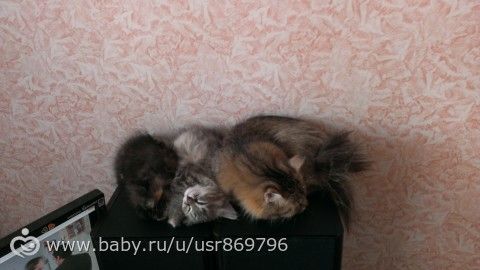 Пост для Кати)и для всех остальных кто любит кошек.Фото.