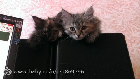 Пост для Кати)и для всех остальных кто любит кошек.Фото.