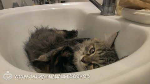 Пост для Кати)и для всех остальных кто любит кошек.Фото.