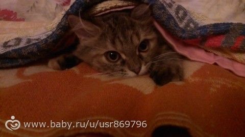 Пост для Кати)и для всех остальных кто любит кошек.Фото.