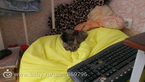 Пост для Кати)и для всех остальных кто любит кошек.Фото.
