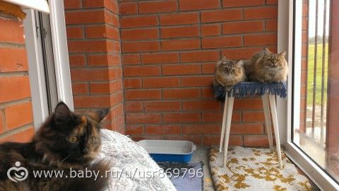Пост для Кати)и для всех остальных кто любит кошек.Фото.