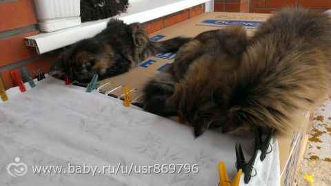 Пост для Кати)и для всех остальных кто любит кошек.Фото.