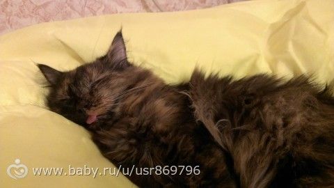 Пост для Кати)и для всех остальных кто любит кошек.Фото.