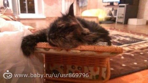 Пост для Кати)и для всех остальных кто любит кошек.Фото.