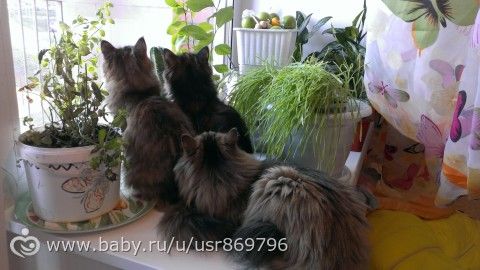 Пост для Кати)и для всех остальных кто любит кошек.Фото.
