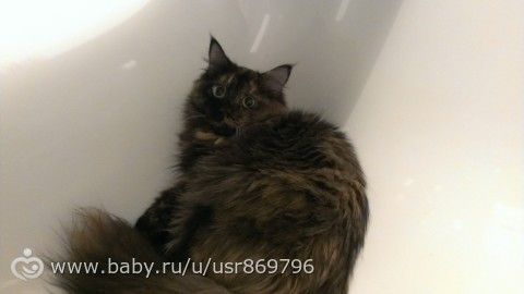 Пост для Кати)и для всех остальных кто любит кошек.Фото.