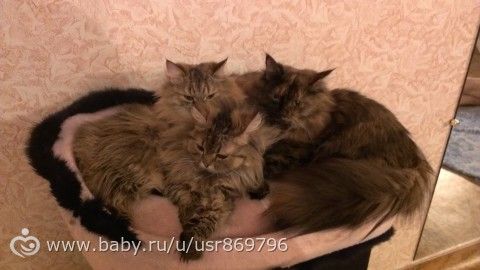 Пост для Кати)и для всех остальных кто любит кошек.Фото.