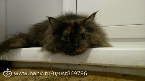 Пост для Кати)и для всех остальных кто любит кошек.Фото.