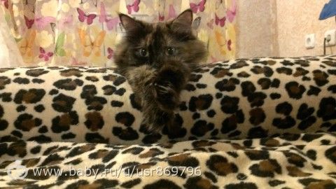 Пост для Кати)и для всех остальных кто любит кошек.Фото.
