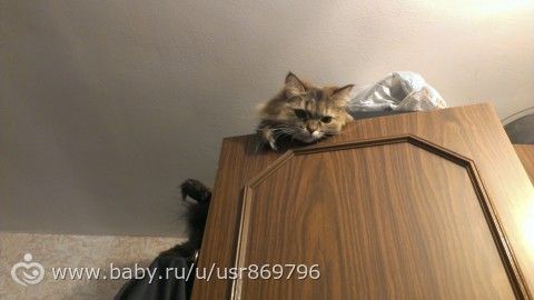 Пост для Кати)и для всех остальных кто любит кошек.Фото.