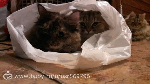 Пост для Кати)и для всех остальных кто любит кошек.Фото.