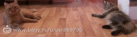 Пост для Кати)и для всех остальных кто любит кошек.Фото.