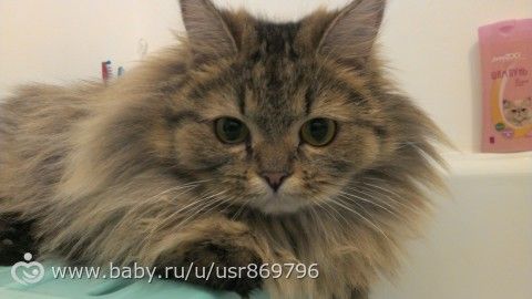 Пост для Кати)и для всех остальных кто любит кошек.Фото.
