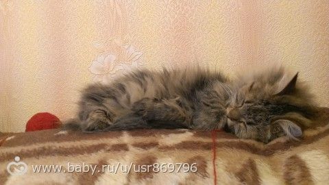 Пост для Кати)и для всех остальных кто любит кошек.Фото.
