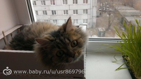 Пост для Кати)и для всех остальных кто любит кошек.Фото.