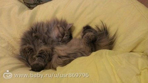 Пост для Кати)и для всех остальных кто любит кошек.Фото.