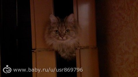 Пост для Кати)и для всех остальных кто любит кошек.Фото.