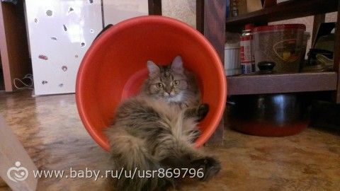 Пост для Кати)и для всех остальных кто любит кошек.Фото.
