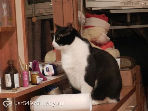 Мой кот тщеславная зараза или это МИСТИКА??О_о